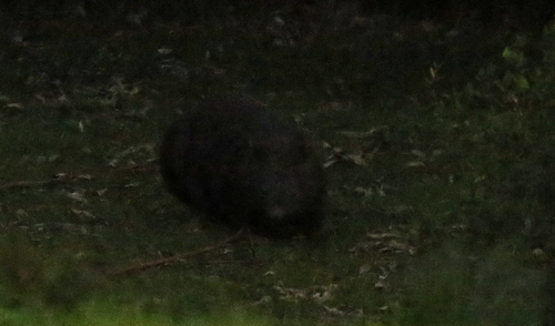 Hirsute Wombat