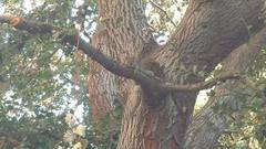 Sciurus niger