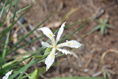 Iris tenuissima
