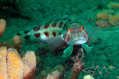 Parapercis nebulosa