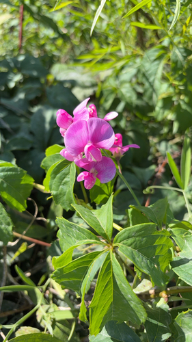 broad-leaved sweet pea
