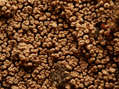 Merismodes anomala