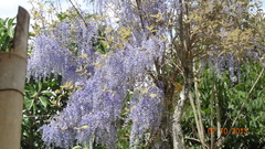 Petrea