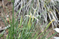 Iris tenuissima