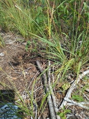 Cyperus schweinitzii, photograph (c) Karli Cich, some rights reserved (CC BY)