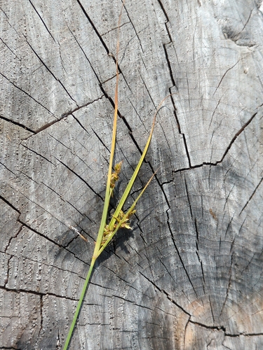 Cyperus schweinitzii, photograph 4