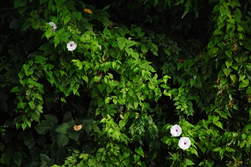 Ipomoea pandurata, photograph 5
