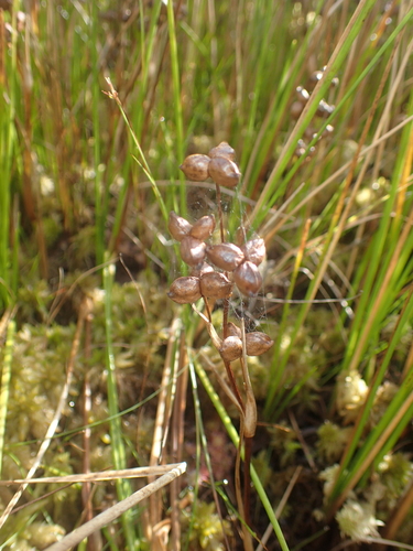 Scheuchzeria palustris, photograph 6