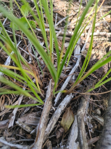 Cyperus schweinitzii, photograph 5