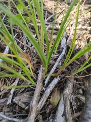 Cyperus schweinitzii, photograph (c) Karli Cich, some rights reserved (CC BY)