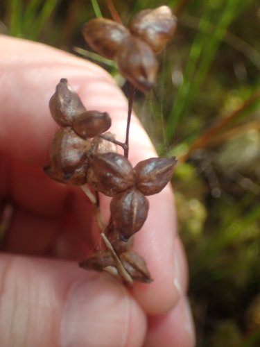 Scheuchzeria palustris, photograph 3