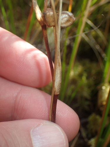 Scheuchzeria palustris, photograph 5