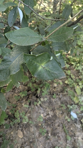 Lonicera dioica, photograph 4