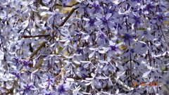 Petrea