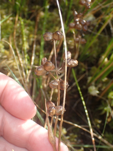 Scheuchzeria palustris, photograph 4