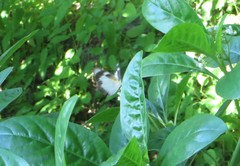 Appias epaphia contracta