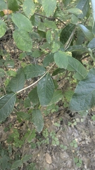 Lonicera dioica, photograph author not stated, no rights reserved