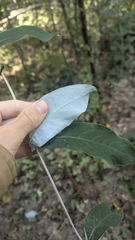 Lonicera dioica, photograph author not stated, no rights reserved