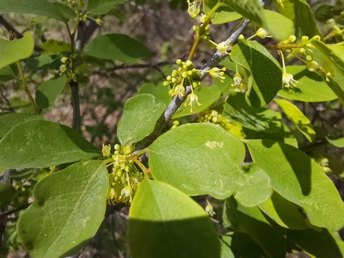 snowberrytree