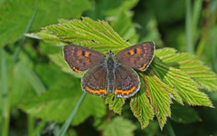 Lycaena helle