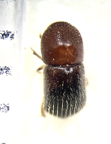Xylosandrus crassiusculus, 2026-05-30