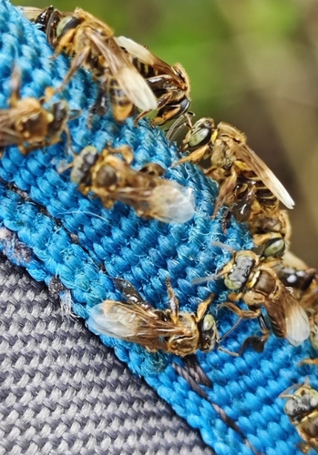 Clavate-legged Stingless Bee