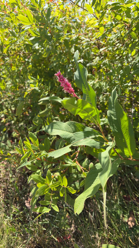 water smartweed