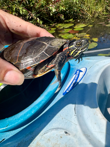 Painted Turtle