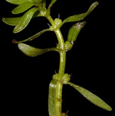 Callitriche terrestris