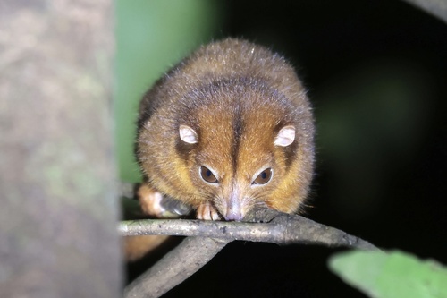 Pseudochirulus canescens, 2026-09-10
