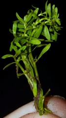 Callitriche terrestris