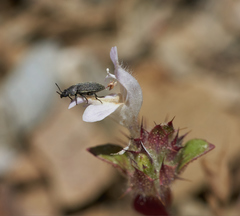 Acanthomintha lanceolata
