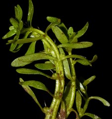 Callitriche terrestris