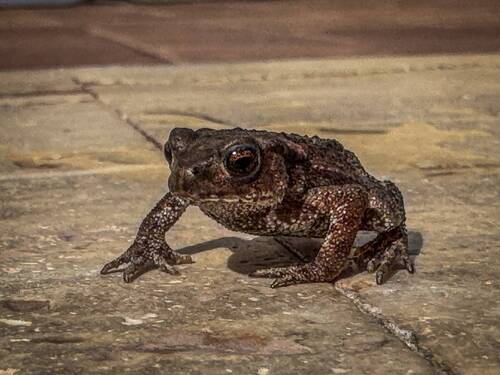 European Toad
