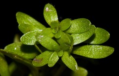 Callitriche terrestris