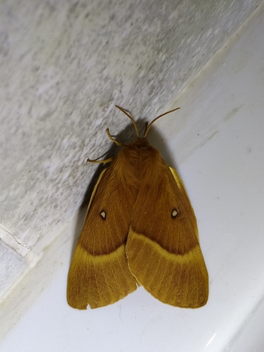 Oak Eggar
