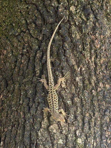 Italian Wall Lizard