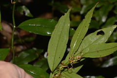 Petermannia cirrosa