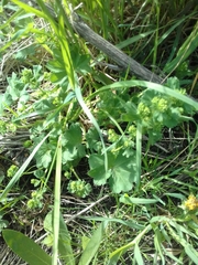 Alchemilla propinqua
