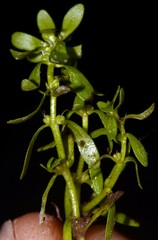 Callitriche terrestris