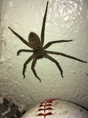 Sparassidae