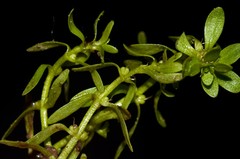 Callitriche terrestris