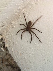 Sparassidae