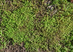 Callitriche terrestris