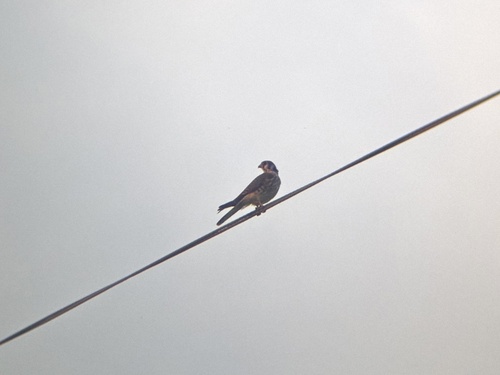 American Kestrel