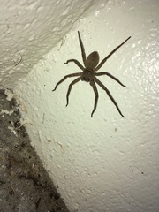Sparassidae