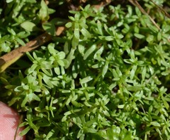 Callitriche terrestris