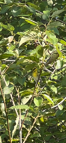 Townsend's Warbler