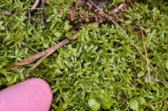 Callitriche terrestris