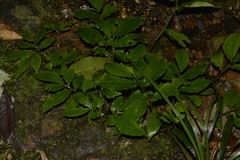 Elatostema reticulatum